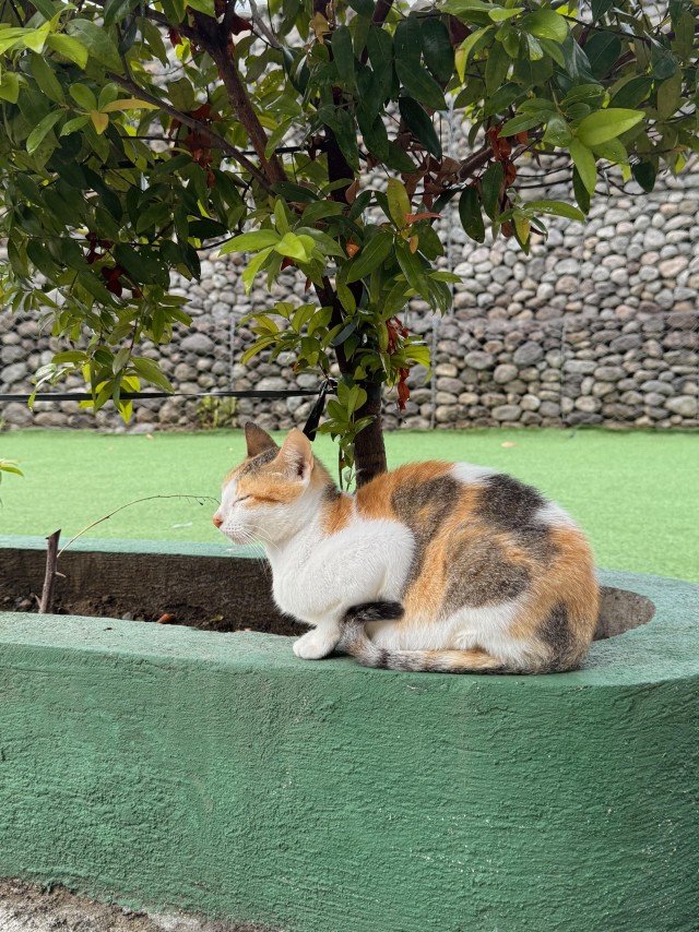 Рандомных фото котов тред