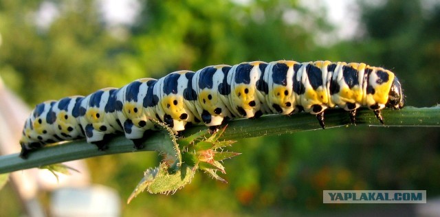 Вот такое животное обнаружил у себя в огороде
