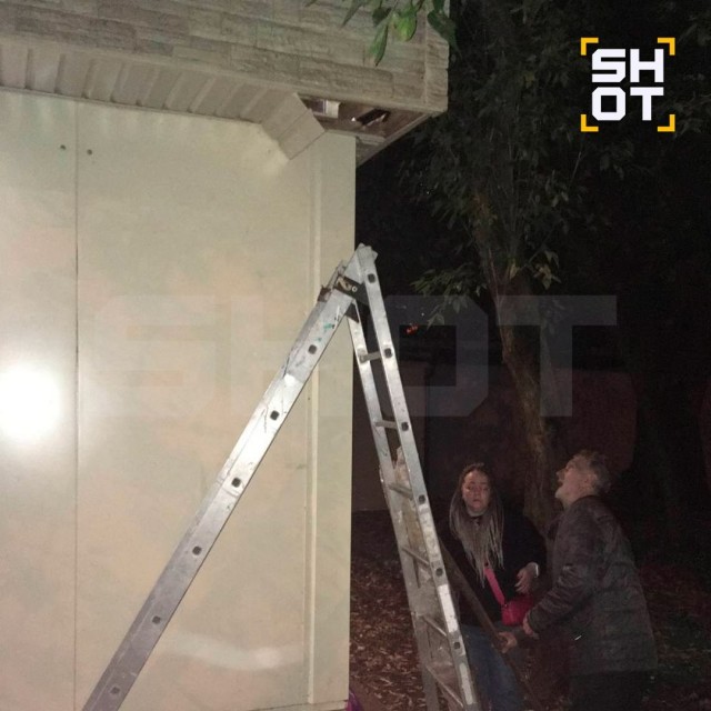 Живого котёнка замуровали в крыше пиццерии в Москве
