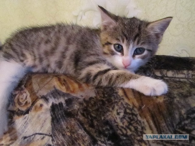Котовторник 17.09.2013