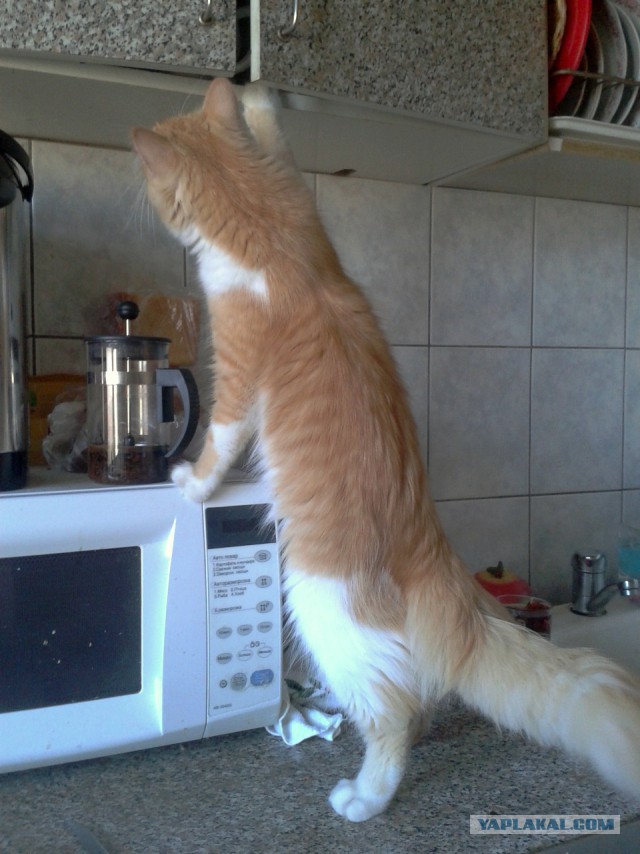 Жизнь и история одного кота