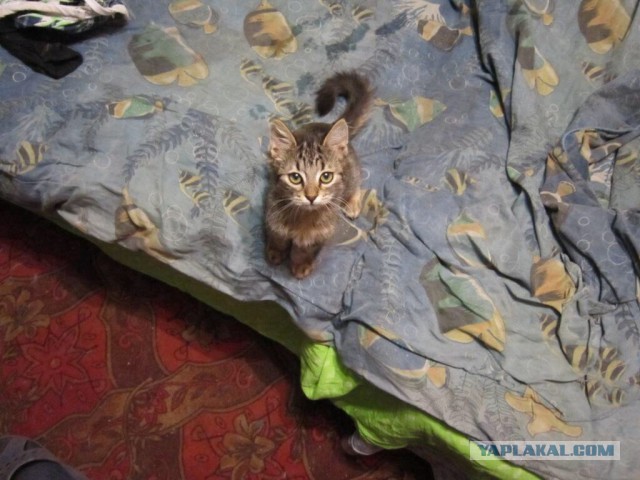 Котовторник 12.11.2013