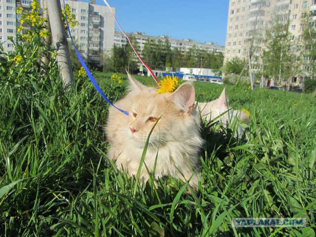 Котовторник 20.05.2014
