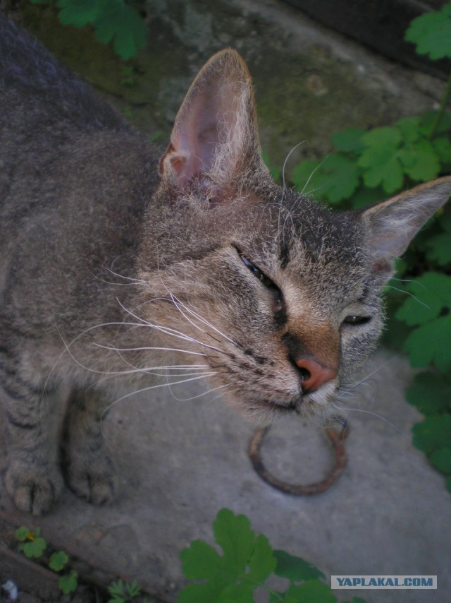 Котовторник 05.08.2014