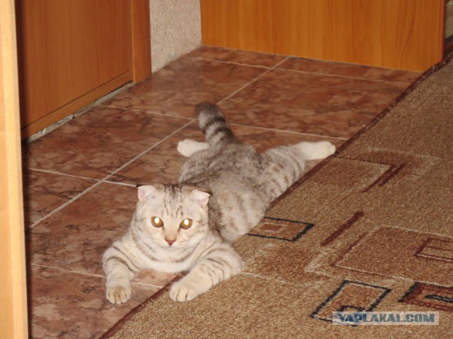 Котовторник 05.08.2014