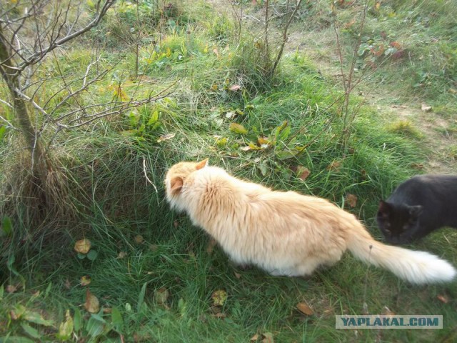 Жизнь домашнего приюта для котеек 30