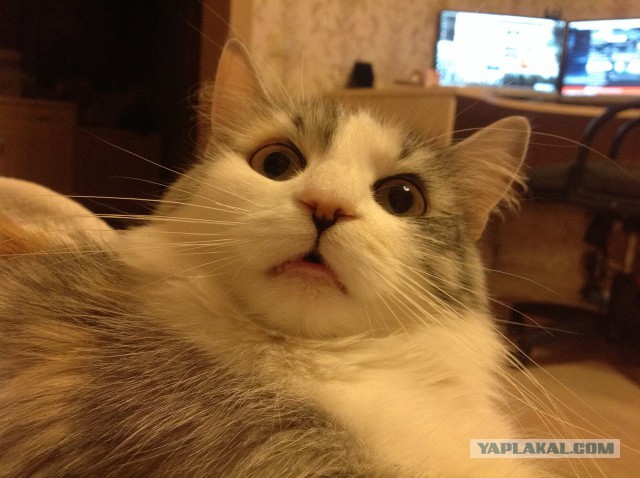 Котовторник