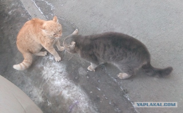 Котовторник
