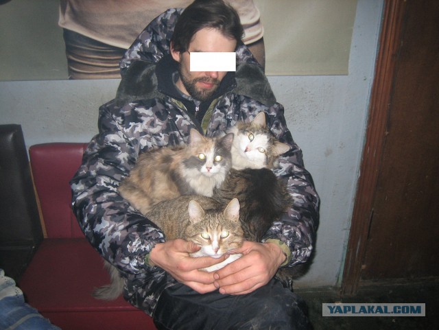 Котовторник 28.04.2015