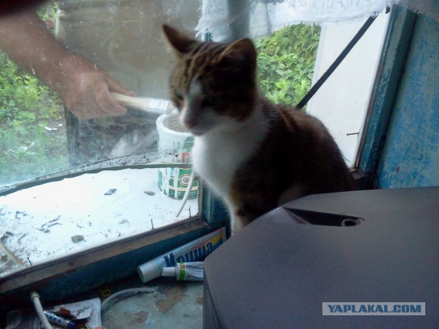 Котовторник 14.07.2015