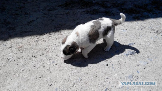 Собакочетверг