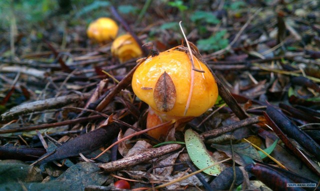 Золотая осень