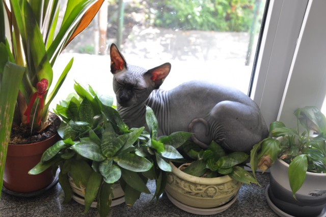 Котовторник 04.08.2015