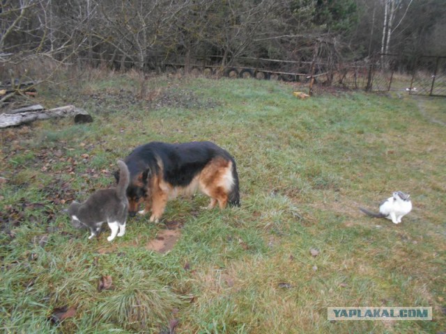 Жизнь домашнего приюта для котеек 90