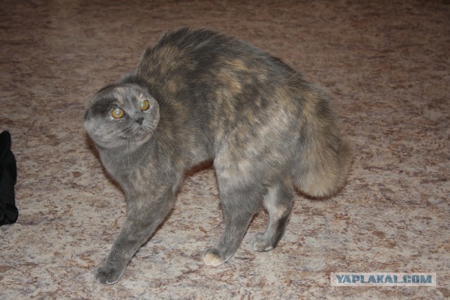 Удивление по-кошачьи