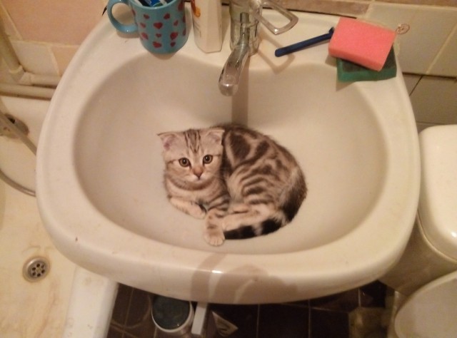 Наш Котяра