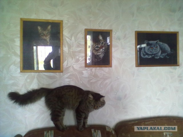 Котовторник