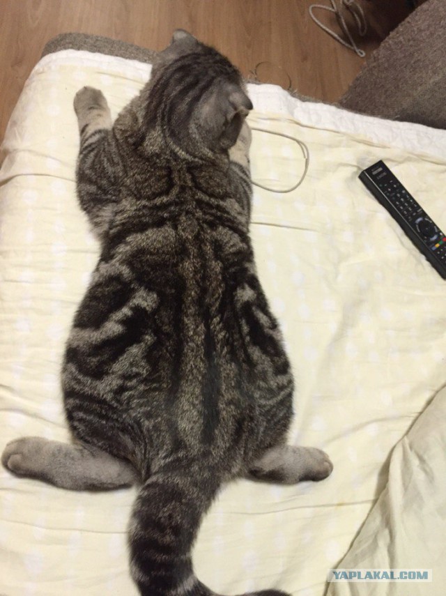 Котовторник