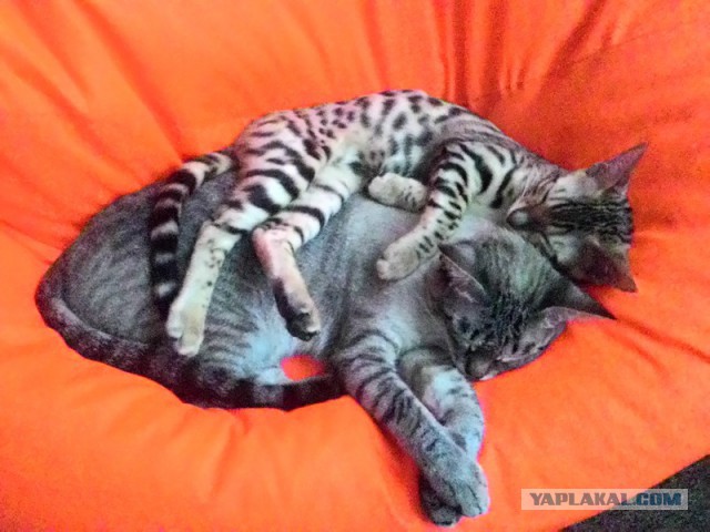 Котовторник 23.02.2016