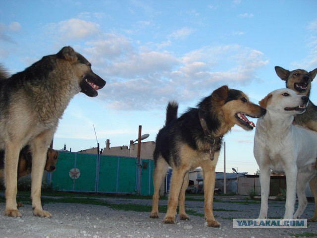 Как бездомные собаки ориентируются в московском метро
