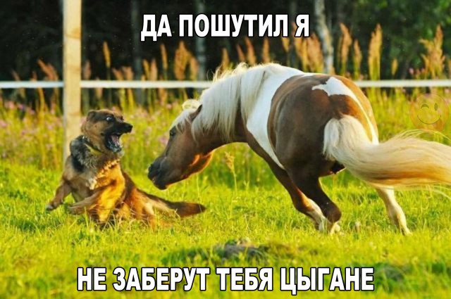 Прикольные животные