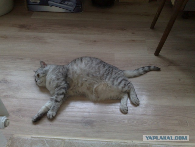 Ветеринар от бога