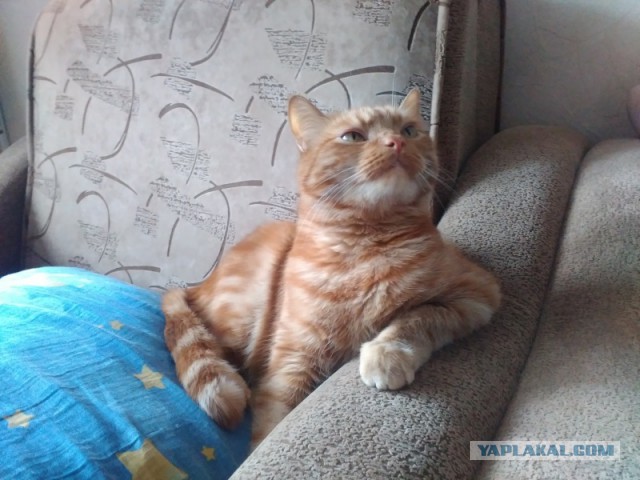 Про кота и вред