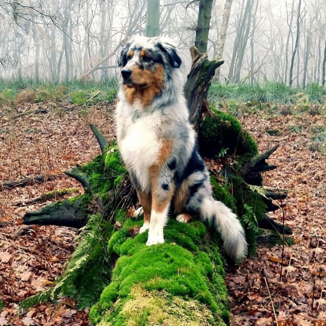 Самые смешные животные