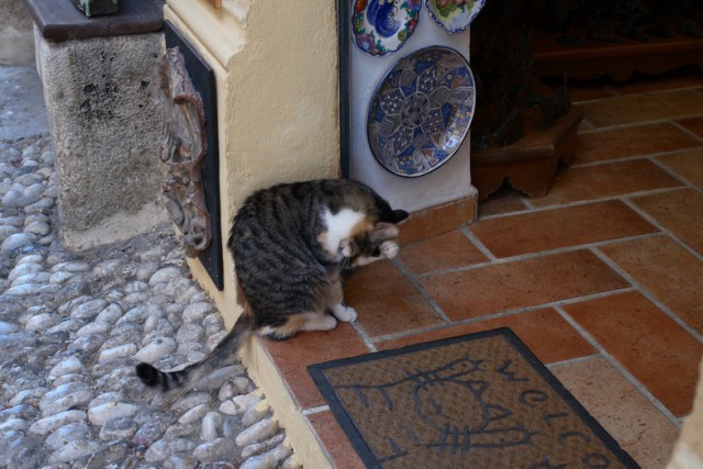 Коты из сети
