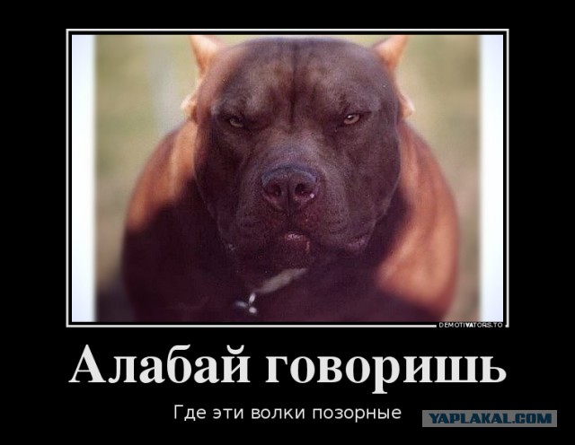 Волки съели алабая