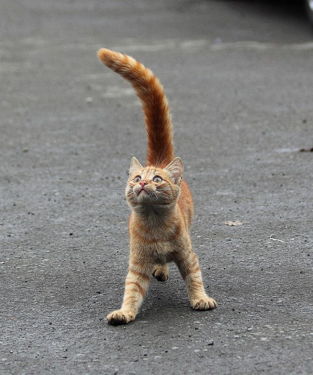Коты и Кошки