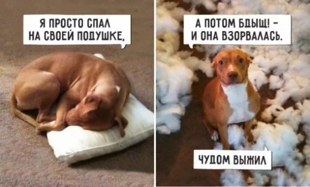 Хаска разорвала вещь и "окаменела" от стыда