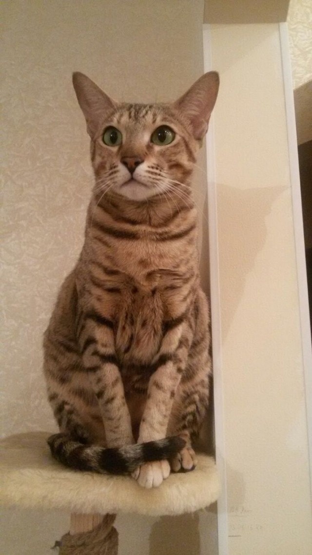 Котовторник 11/04/2017