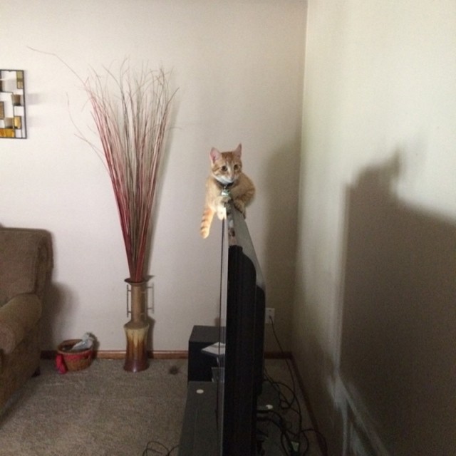 Коты и Кошки