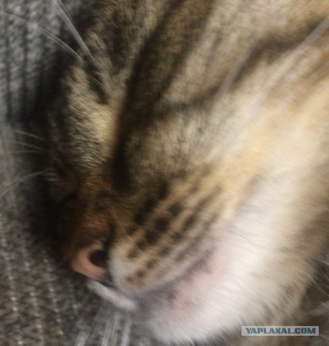Котовторник 04.07.17