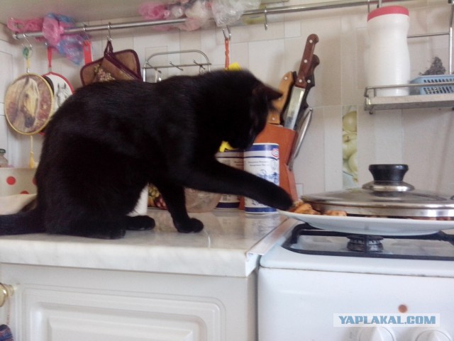 Котовторник 8.08.2017