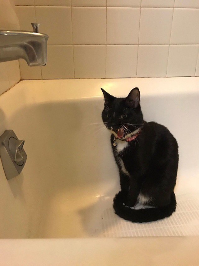 Коты и Кошки