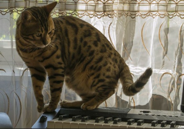 Музыка для кота