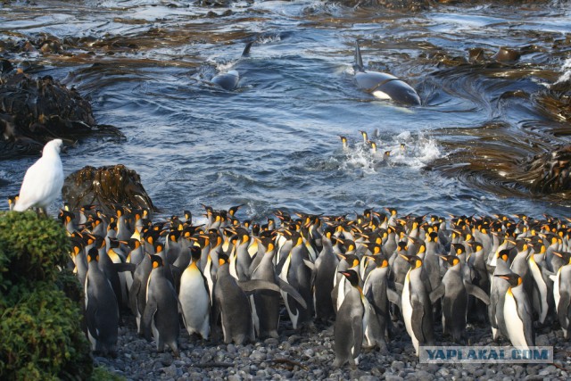 Победители Лондонского Королевского фотоконкурса научной фотографии.