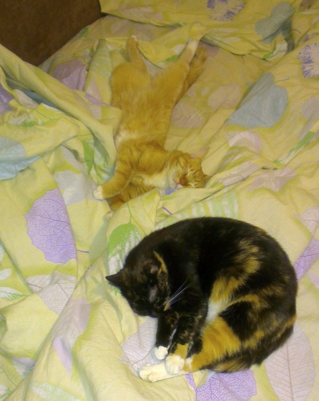 Котовторник 13.03.2018