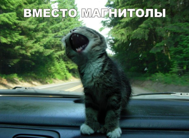 Неадекватные коты