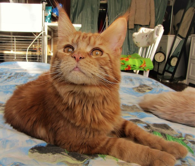 Котовторник 19.06.2018