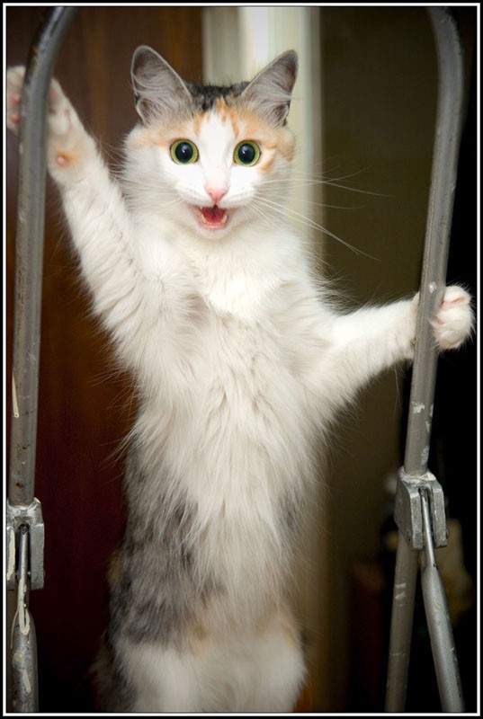 УРРААА ! Котовторник на ЯПлакалъ !