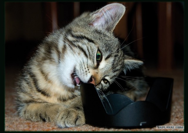 Уррааа! Котовторник на ЯПлакалъ!