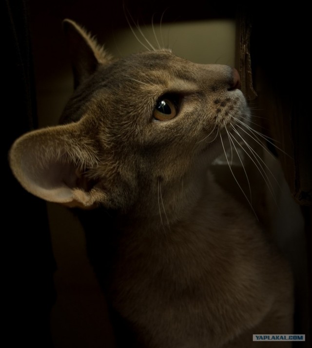 Котовторник (20.01)