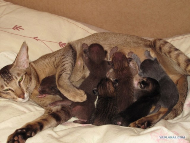 А вот и мы: котятовторник!