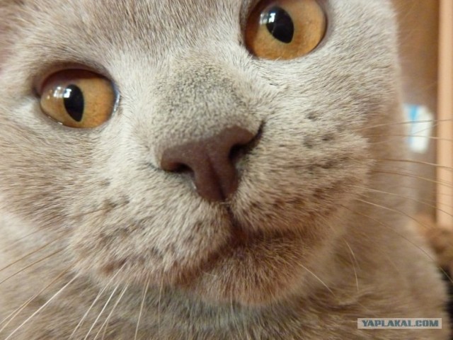 Котейкин вторник! Космический 12.04!