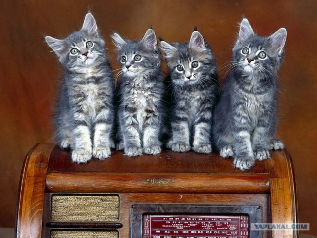 Котовторник