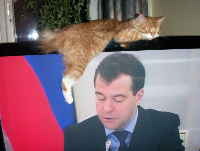 Котовторник 1.11.11