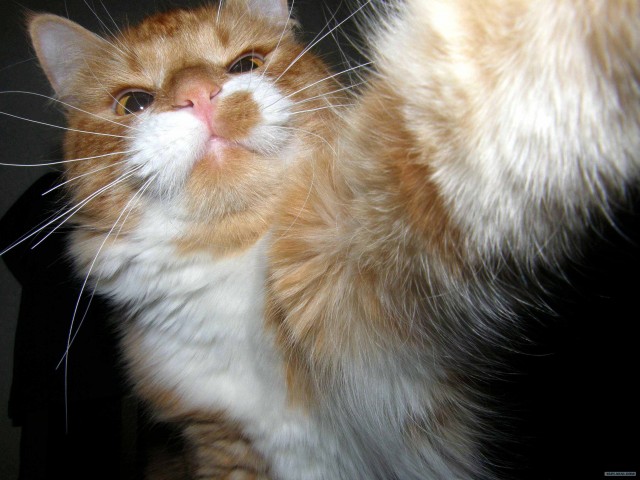 Котовторник 06.12.2011